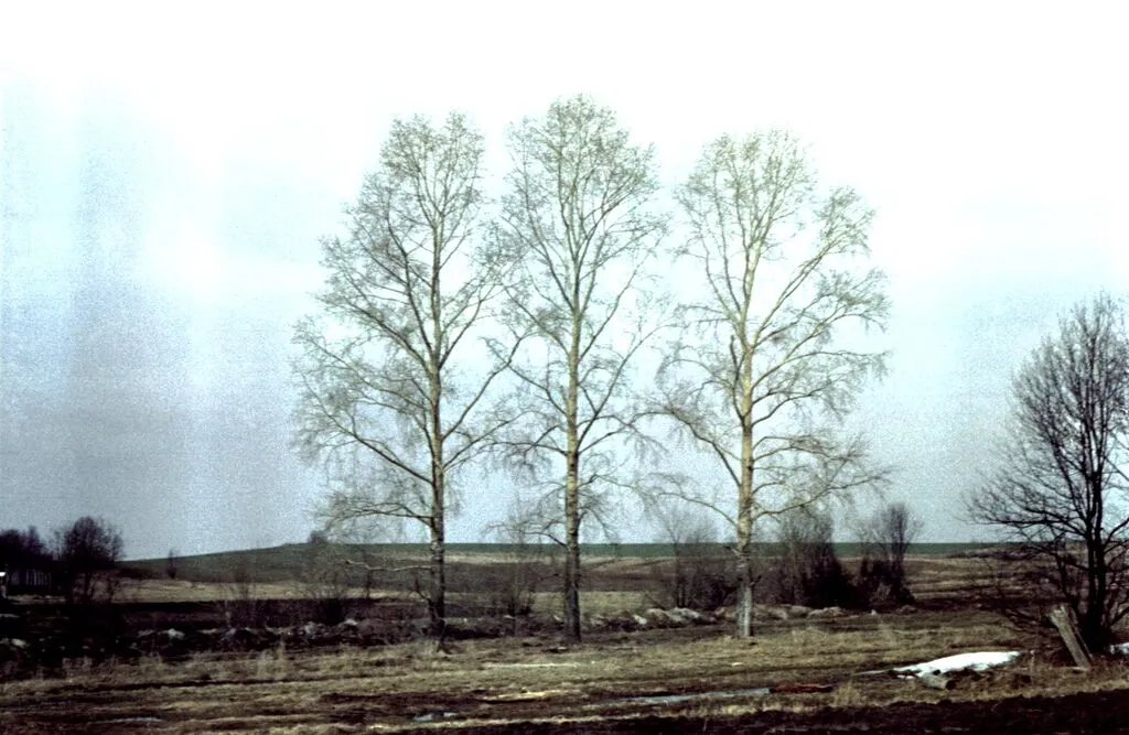 1 мая 1981 Тополя