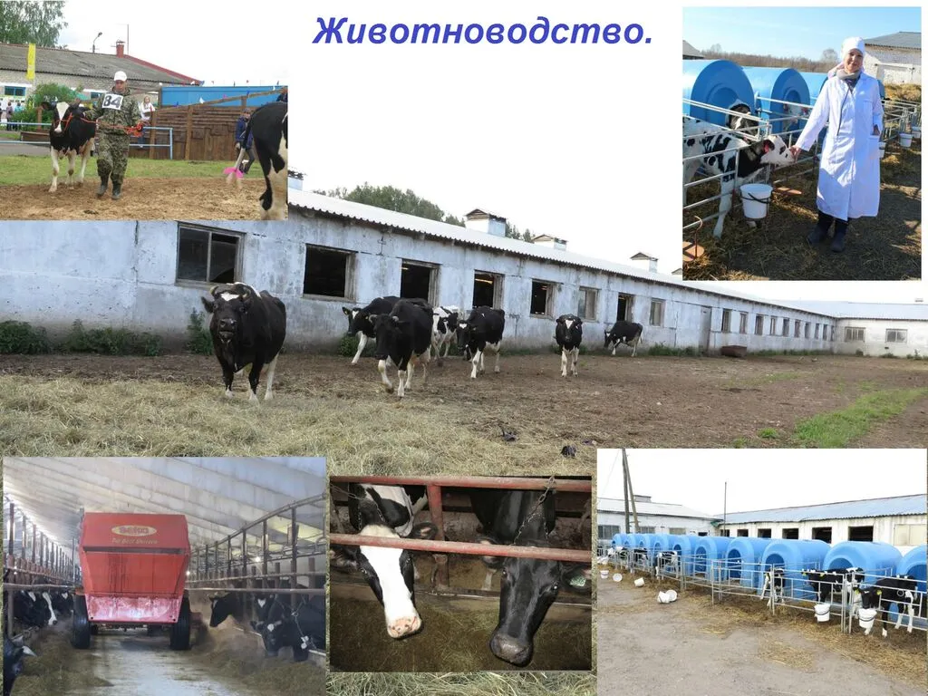 i (4)животн.