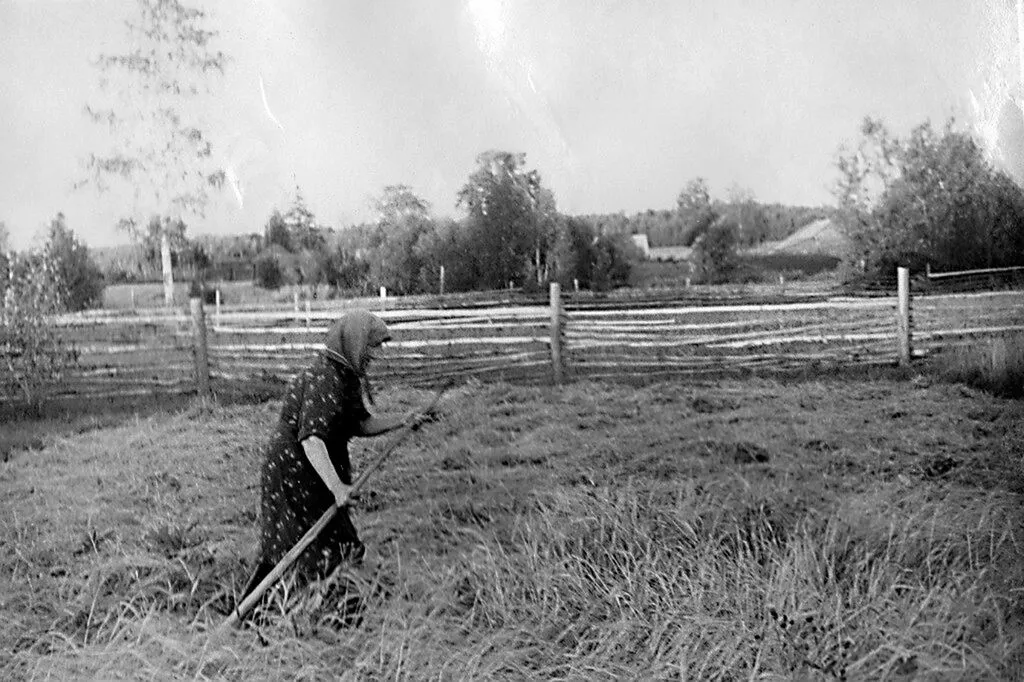 Бабушка Глаша косит траву на своем осырке. 1970-е годы -