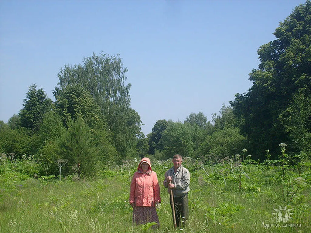 д.Чекуши,2010г.бывшая дорога на деревню.Борщевик всё заполонил
