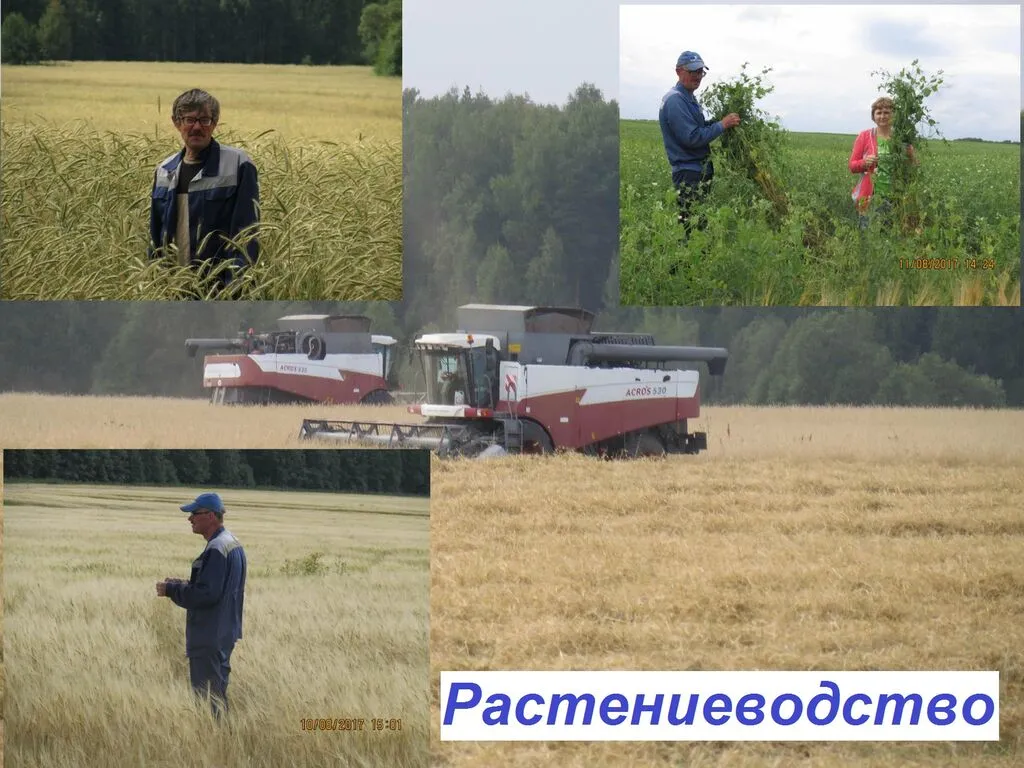 i (13)растения